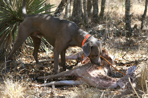 Lacy Dog at the end of a drag